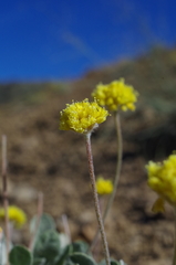 Eriogonum lewisii
