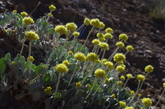 Eriogonum lewisii