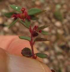 Euphorbia villifera