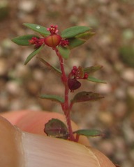 Euphorbia villifera