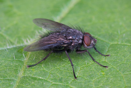 Bayer's Emerald-bottle (Bellardia bayeri) · iNaturalist