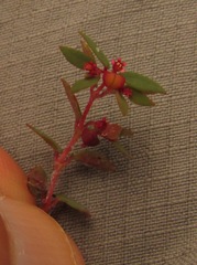 Euphorbia villifera