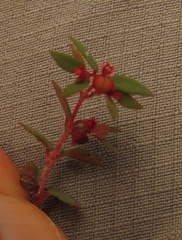 Euphorbia villifera