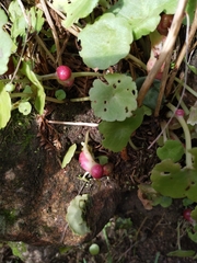 Pericartiellus durieui