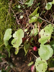 Pericartiellus durieui