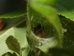 Neoscona rufipalpis