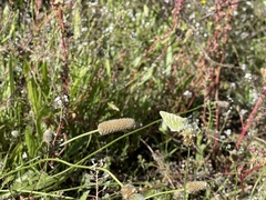 Euchloe grancanariensis