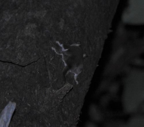 Broad-toed Feather-tailed Glider