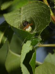 Neoscona rufipalpis