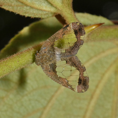 Lugardia mimica