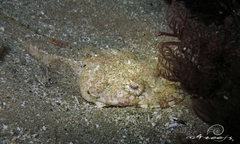 Thysanophrys cirronasus