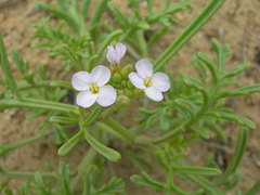 Cakile maritima euxina