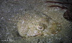 Thysanophrys cirronasus