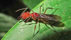 Odontomachus affinis