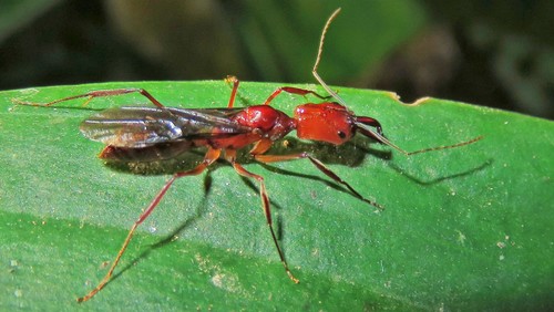 (c) Rogerio Dias, some rights reserved (CC BY-NC), uploaded by Rogerio Dias