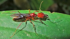 Odontomachus affinis