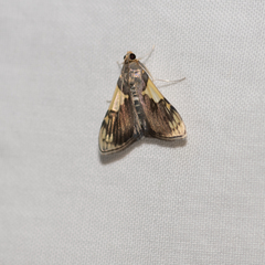 Rehimena cissophora