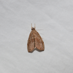 Crocidolomia suffusalis