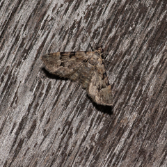 Mnesiloba eupitheciata