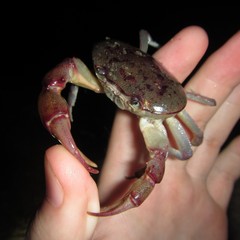 Austrothelphusa transversa