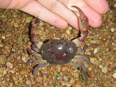 Austrothelphusa transversa