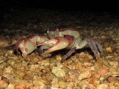 Austrothelphusa transversa