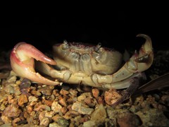 Austrothelphusa transversa