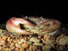 Austrothelphusa transversa