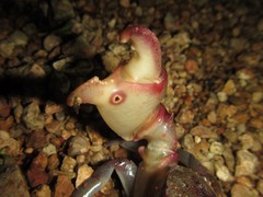 Austrothelphusa transversa