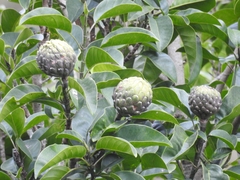 Magnoliales