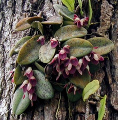 Acianthera recurva