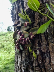 Acianthera recurva