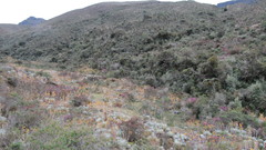 Chaetolepis lindeniana