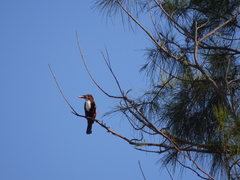 Halcyon smyrnensis