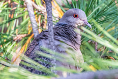Streptopelia orientalis orientalis