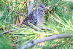 Streptopelia orientalis orientalis