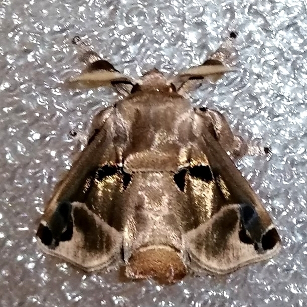 Semyra irena