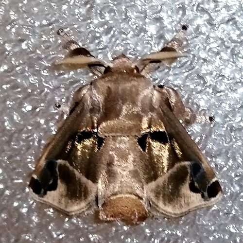 Semyra irena