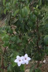 Cryptostegia grandiflora