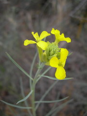 Erysimum quadrangulum