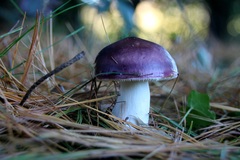 Russula caerulea