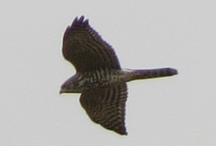 Accipiter brevipes