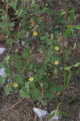 Pseudabutilon umbellatum