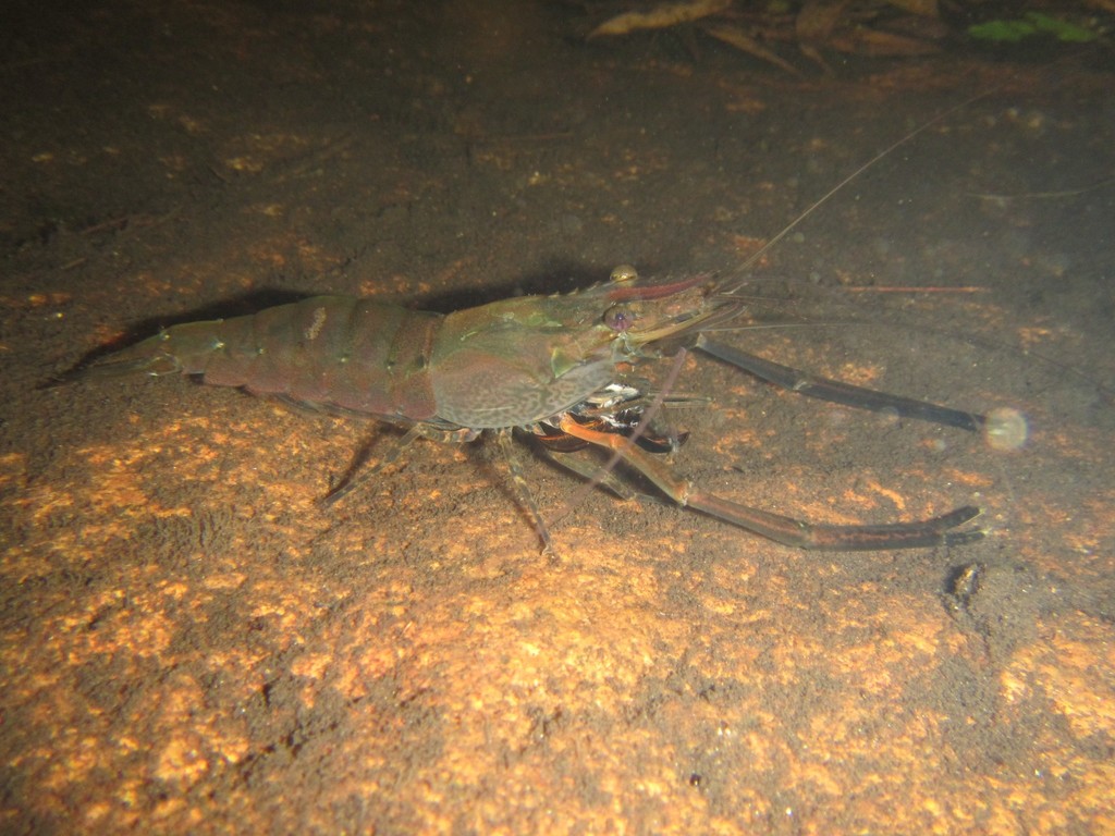 Macrobrachium tolmerum