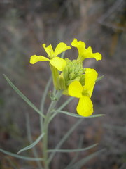 Erysimum quadrangulum
