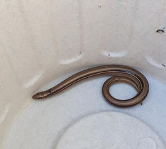 Ophiodes vertebralis