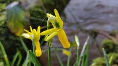 Narcissus cyclamineus