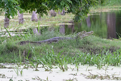 Caiman crocodilus chiapasius
