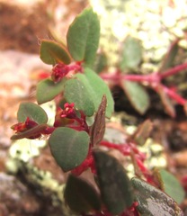Euphorbia villifera