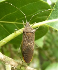 Dasynus baehri